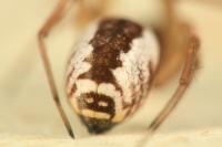 Frontinellina frutetorum