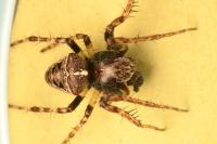 Gibbaranea bituberculata