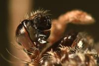 Gibbaranea bituberculata