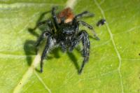 Carrhotus xanthogramma