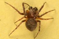 Araneus sturmi