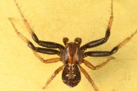 Xysticus ulmi