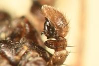 Xysticus ulmi