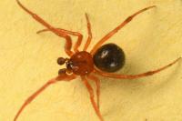Parasteatoda lunata