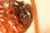 Parasteatoda lunata