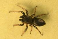 Heliophanus cupreus