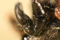 Heliophanus cupreus