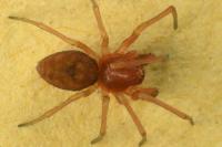 Nigma flavescens