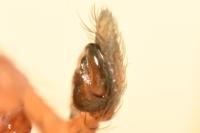 Nigma flavescens