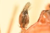 Nigma flavescens