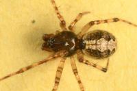 Theridion melanurum