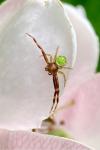 Ebrechtella tricuspidata
