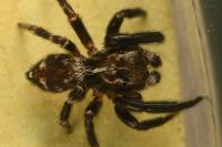 Pseudeuophrys erratica