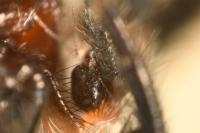 Pseudeuophrys erratica