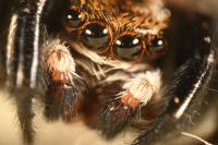 Pseudeuophrys erratica