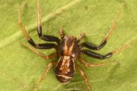 Xysticus ulmi