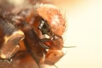 Xysticus ulmi