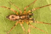 Anyphaena accentuata