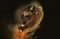 Anyphaena accentuata