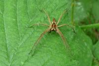 Pisaura mirabilis