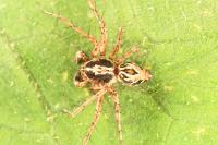 Oxyopes ramosus