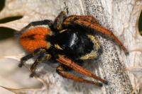 Philaeus chrysops