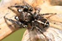 Pellenes tripunctatus