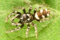 Salticus scenicus