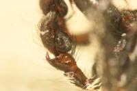 Salticus scenicus