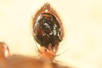 Xysticus lanio