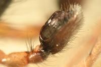 Clubiona pseudoneglecta