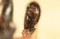 Clubiona pseudoneglecta