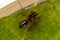 Hylyphantes nigritus