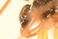 Hylyphantes nigritus