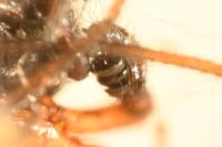 Hylyphantes nigritus