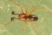 Neottiura bimaculata