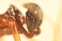 Neottiura bimaculata