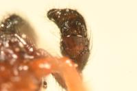 Neottiura bimaculata