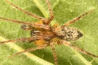 Anyphaena accentuata