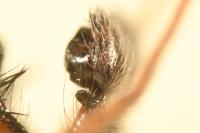 Anyphaena accentuata