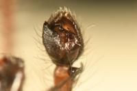 Anyphaena accentuata