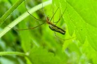 Tetragnatha
