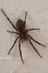 Zoropsis spinimana