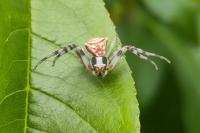 Thomisus onustus