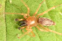 Clubiona pseudoneglecta