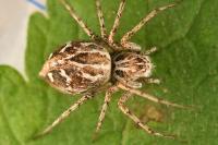 Oxyopes heterophthalmus