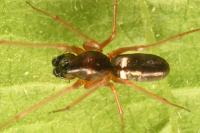 Microlinyphia pusilla