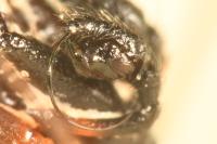 Microlinyphia pusilla