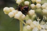 Synema globosum