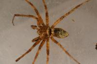 Philodromus praedatus